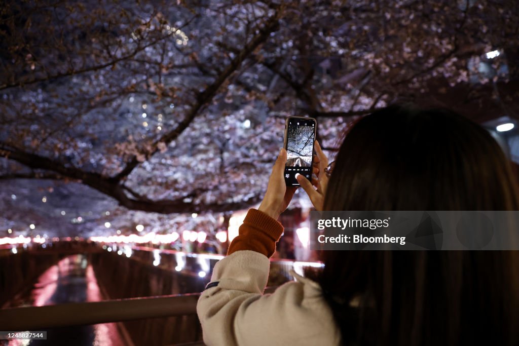 Cherry Blossom Viewing In Tokyo