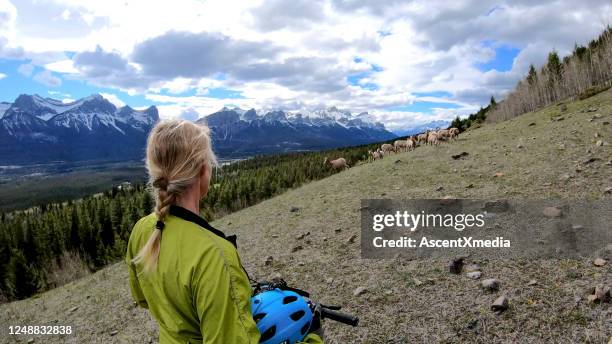 weibliche mountainbikerin entspannt sich auf bergrücken - dickhornschaf stock-fotos und bilder
