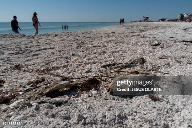 Dead fish lie in the sand at Lido Key Beach in Sarasota, Florida, on March 15, 2023. - With its brilliant sun, white sand and turquoise water, Lido...