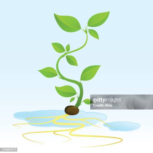 hydroponic sprout growing from seed with roots - puddle stock illustrations