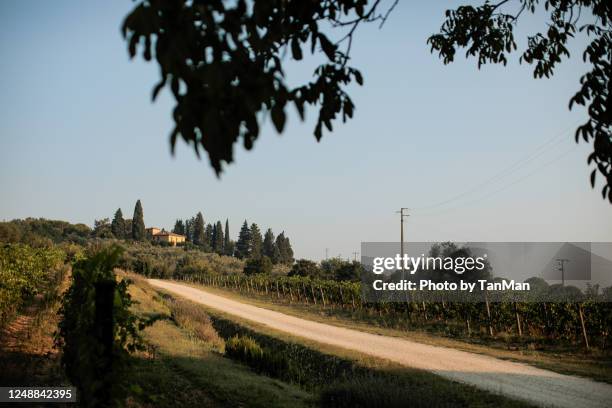 sightseeing in italy: a vineyard in tuscany - strada di campagna foto e immagini stock