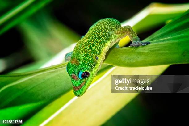 gold dust day gecko - gecko stock pictures, royalty-free photos & images