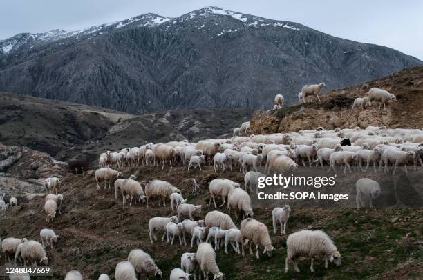 The herd is seen grazing near Karkin village. In the Karkn Village of Afyonkarahisar, with a population of 339, stockbreeders raise mainly sheep,...