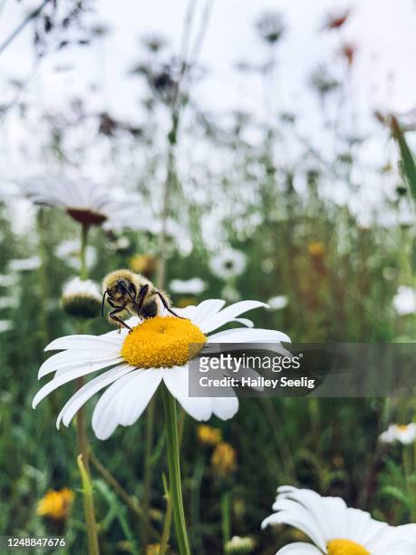 honigbiene auf einem gänseblümchen - bee flower grass stock-fotos und bilder
