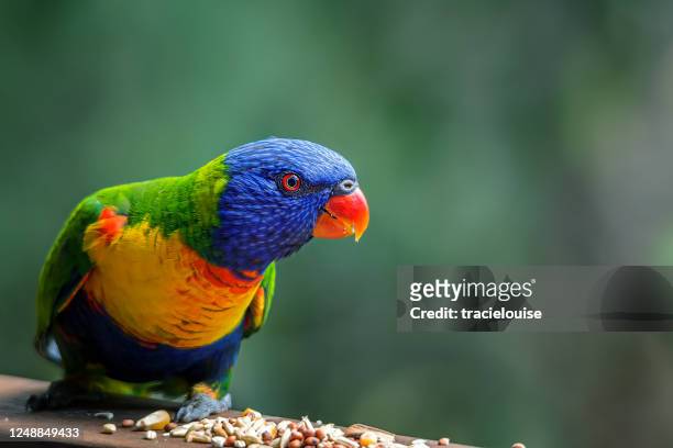 rainbow lorikeet (trichoglossus molucanus) - oiseau tropical photos et images de collection