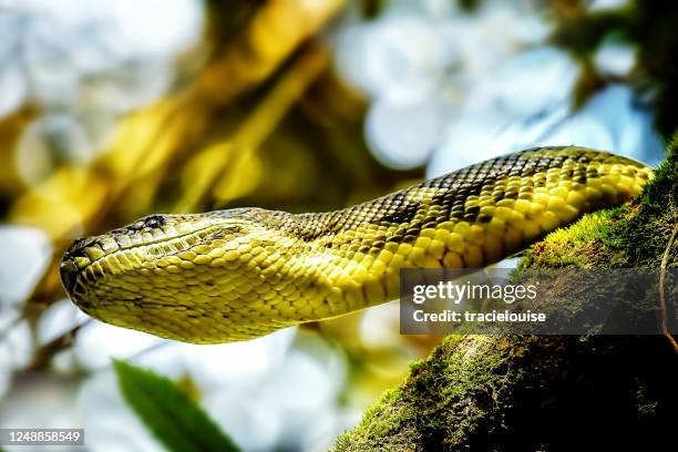 Giant Python Photos and Premium High Res Pictures - Getty Images