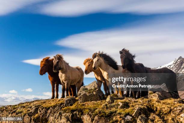 icelandic horses on a background of beautiful sky - reykjavik stock pictures, royalty-free photos & images