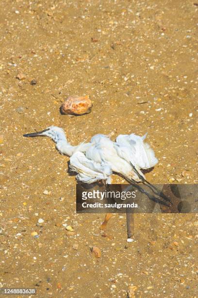 dead egret on the ground - alvor stock pictures, royalty-free photos & images