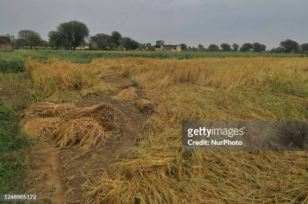 View of damaged wheat crop at a field after heavy hailstorm, at Rajarampura Village, in Jaipur, Rajasthan, India, Monday, March 20, 2023. Sudden...