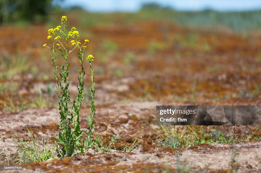 Plant on dry meadow