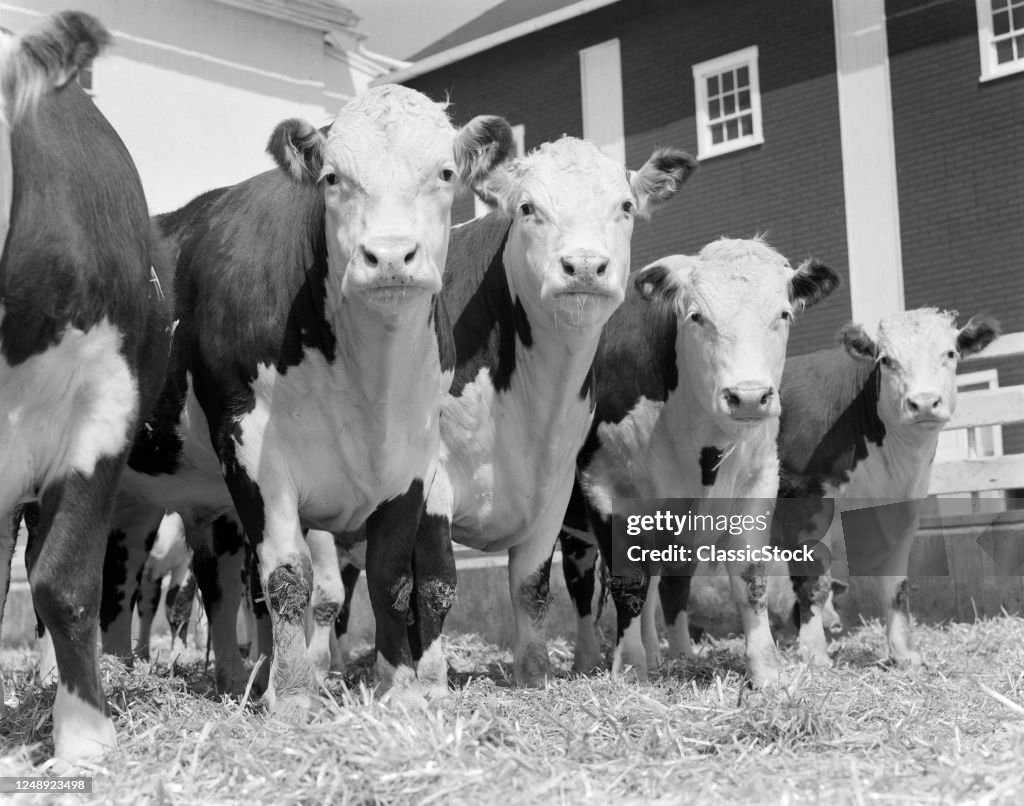 Group Of Polled Hereford Cattle