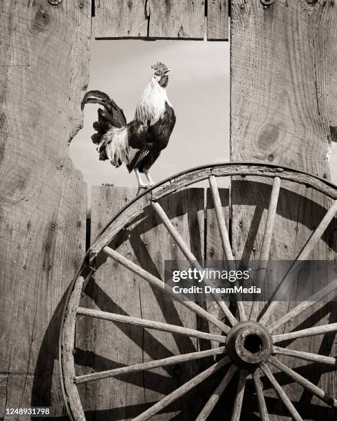 1960s Bantam Rooster Crowing Morning Wake-Up Call At First Light In Barn Wood Window Opening With Old Wagon Wheel In Foreground