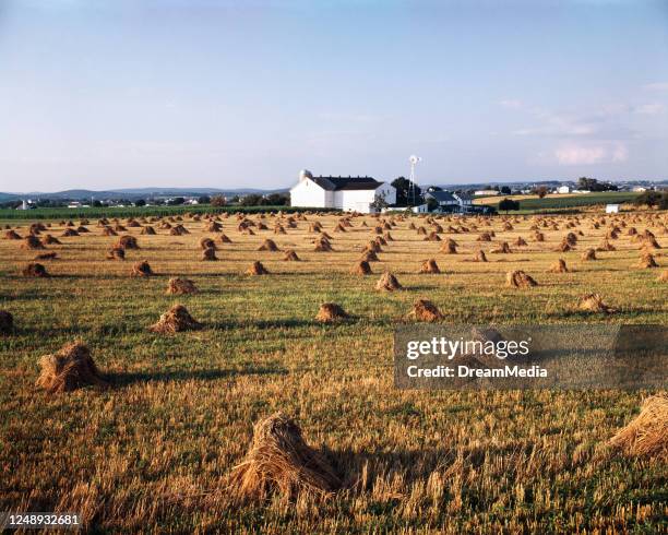 Farm Shock 70 Shock Of Wheat Stock Photos, High-Res Pictures, and Images - Getty ...