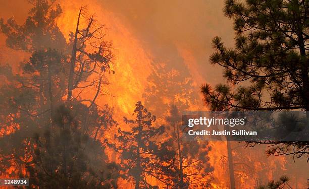 Flames rip through the Siskiyou National Forest after Hot Shot fire crews lit a burnout fire August 4, 2002 in O'Brien, Oregon. Fire Crews continue...