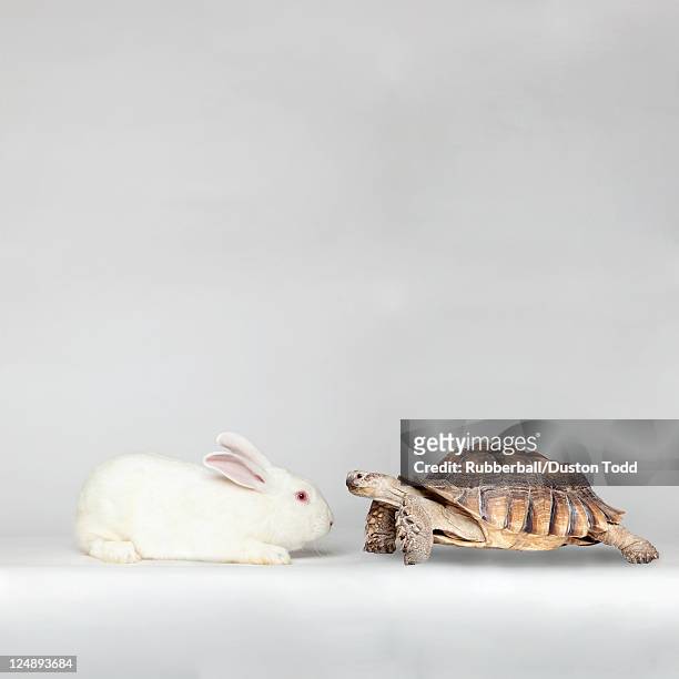 rabbit face to face with turtle - schildkröte stock-fotos und bilder