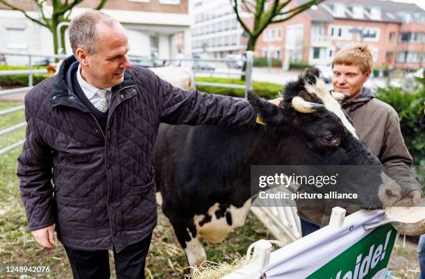 March 2023, Schleswig-Holstein, Kiel: Werner Schwarz , Schleswig-Holstein's Minister of Agriculture, strokes owner Yannick Rzehak's dairy cow...