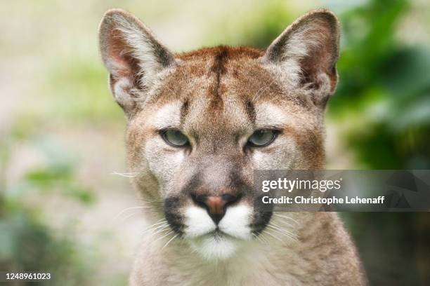 close up on a puma - puma felino selvatico foto e immagini stock