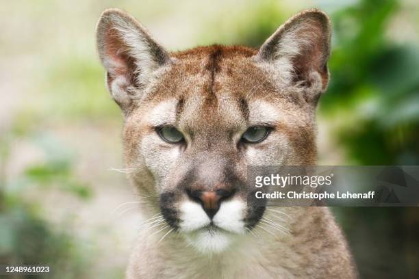 4,051 French Puma Photos and Premium High Res Pictures - Getty Images
