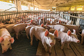 Pig farms in confinement mode.