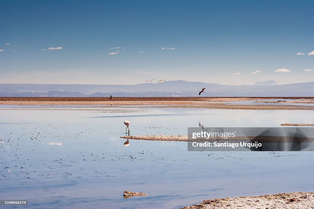 Andean flamingos feeding in Salar de Atacama