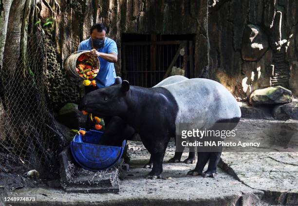 Workers feed Tapir at the zoo in Bandung, West Java, Indonesia, May 4, 2020. Based on data from the Indonesian Zoo Society, taking into account as...