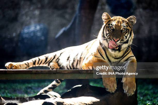 Siberian tiger seen in the cage at the zoo in Bandung, West Java, Indonesia, May 4, 2020. Based on data from the Indonesian Zoo Society, taking into...