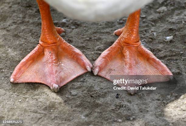 feet of a goose - web footed bird stock pictures, royalty-free photos & images