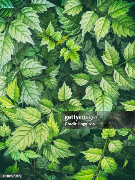 abstract country case made of green leaves - autumn frost stock pictures, royalty-free photos & images