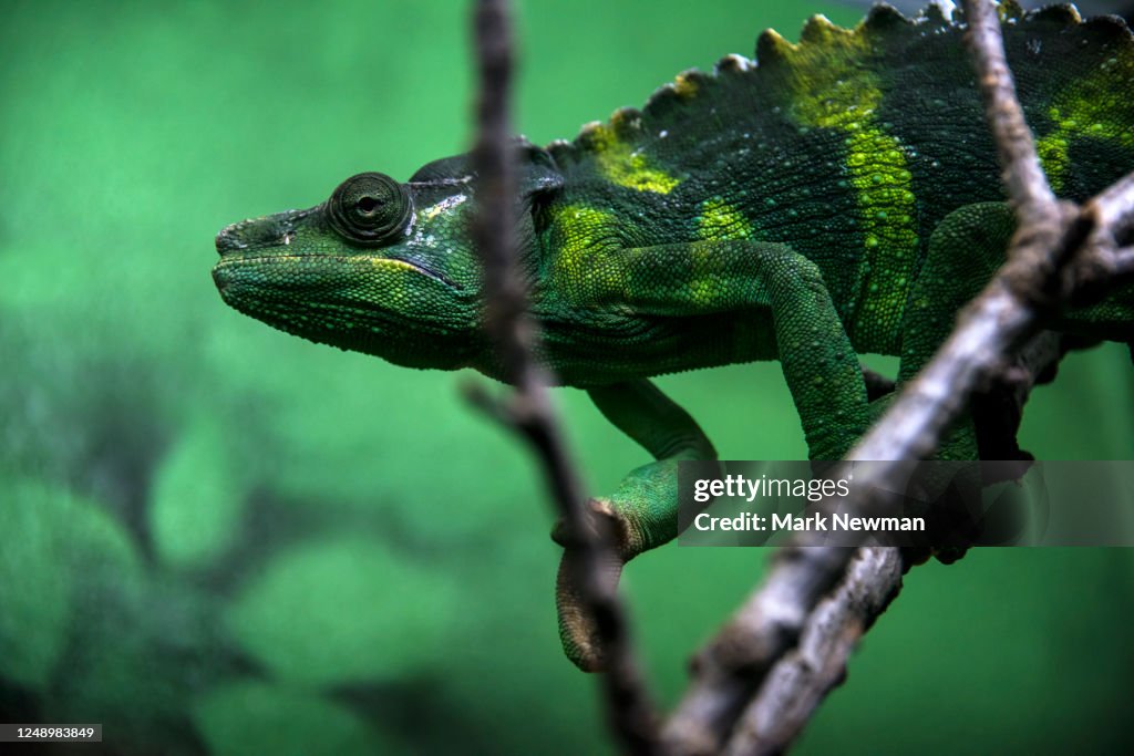Meller's Chameleon