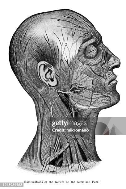 old engraved illustration of the cerebro-spinal nerve system - glossopharyngeal nerve stock pictures, royalty-free photos & images