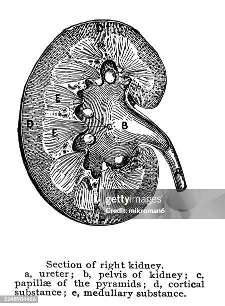 old engraved illustration of urinary organs, kidney - human kidney fotografías e imágenes de stock