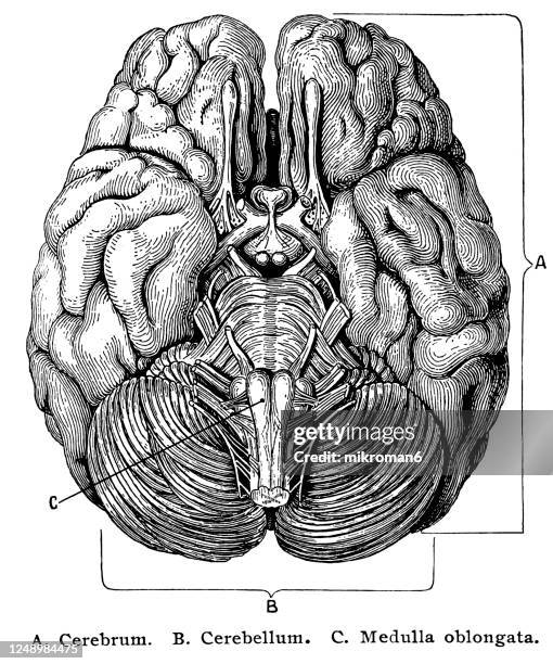 old engraved illustration of the cerebro-spinal nerve system - glossopharyngeal nerve stock pictures, royalty-free photos & images