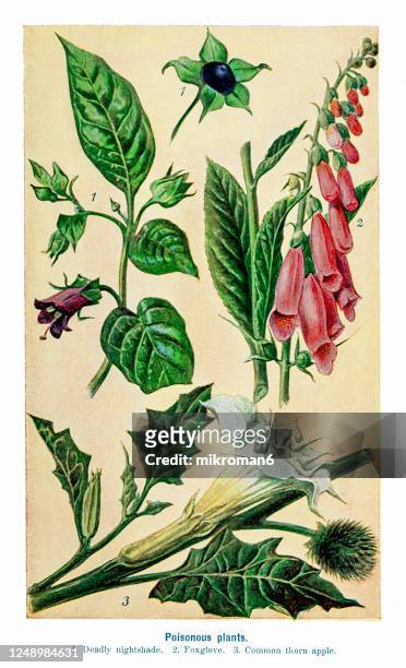 old engraved illustration of a poisonous plants - foxglove stock-fotos und bilder