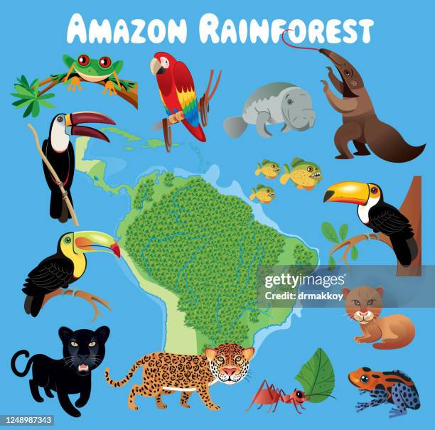 amazonas-regenwald und tiere - amazon region stock-grafiken, -clipart, -cartoons und -symbole