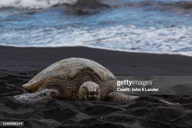 Punaluu Black Sand Beach is one of the most famous black sand beaches in Hawaii. The sand at the beach is made of small black fragments of lava. Here...