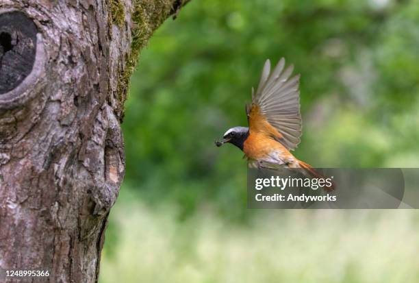 männlicher häufiger redstart - bird's nest stock-fotos und bilder