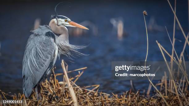 le grand héron (ardea herodias). the great blue heron. - great blue heron stock pictures, royalty-free photos & images