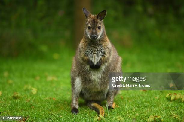 Wallaby looks on from their enclosure as Preparations are made at Exmoor Zoo ahead of the Relaxing of Covid-19 Restrictions on June 11, 2020 in...
