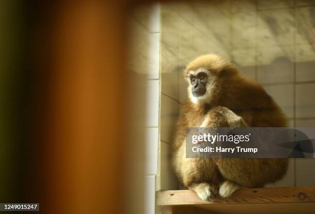 Monkey Incloser 3,340 Monkey Enclosure Stock Photos, High-Res Pictures, and Images ...