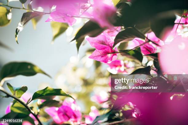 close up of a bouganville flowers - bougainvillea plant stock pictures, royalty-free photos & images