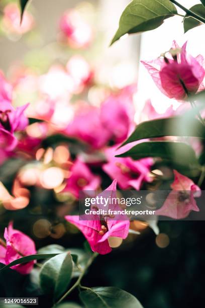 close up of a bouganville flowers - bougainvillea plant stock pictures, royalty-free photos & images