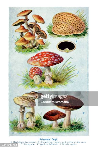 old engraved illustration of a poisonous fungi, mushrooms - poisonous mushroom fotografías e imágenes de stock