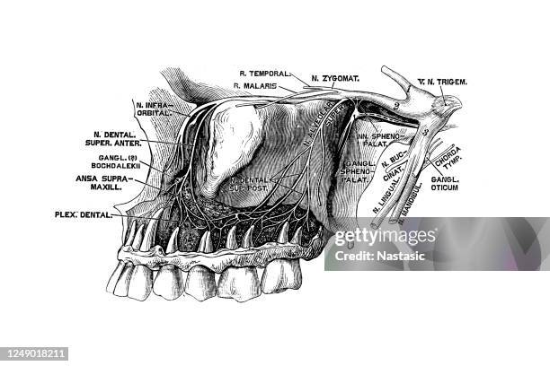 trigeminal nerve (trigeminal nerve) - trigeminal nerve stock illustrations