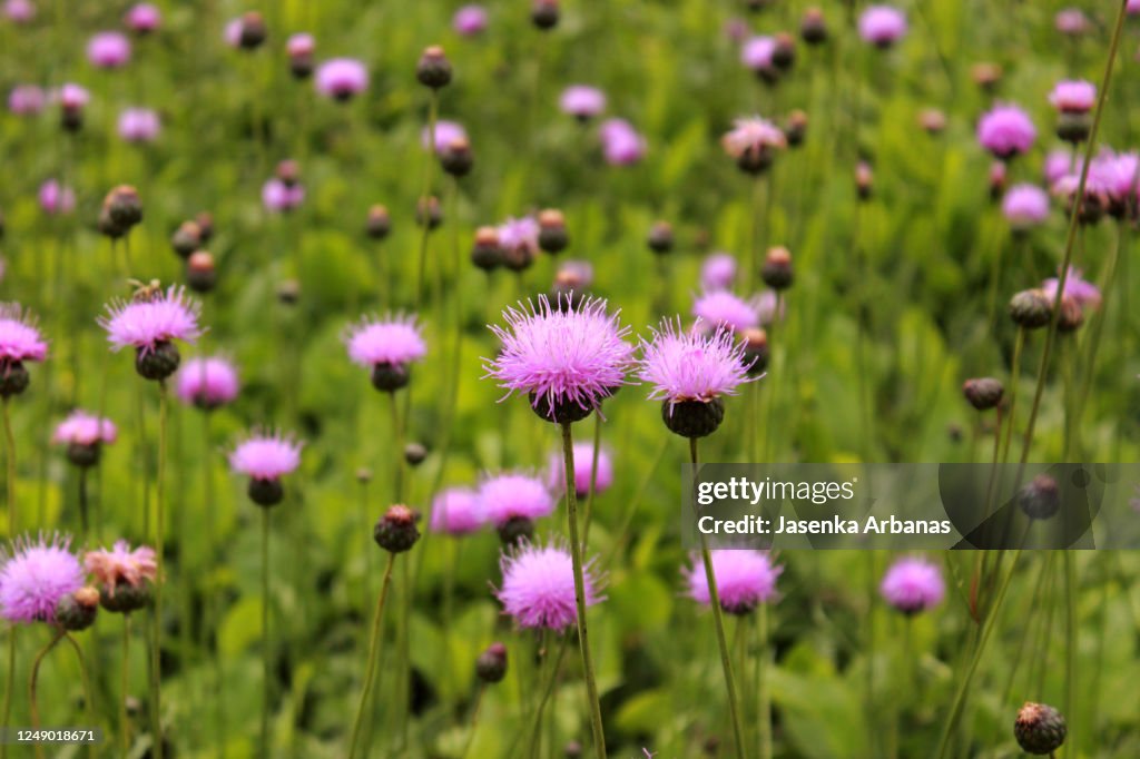 Milk Thistle