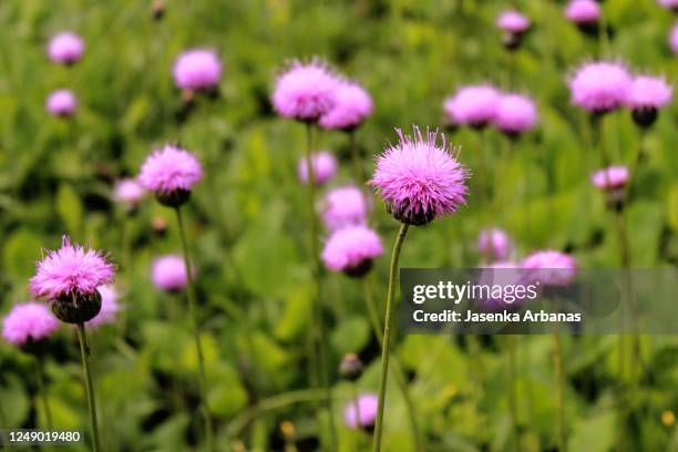 milk thistle - milk thistle stock pictures, royalty-free photos & images
