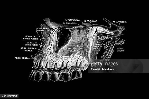 trigeminal nerve (trigeminal nerve) - trigeminal nerve stock illustrations