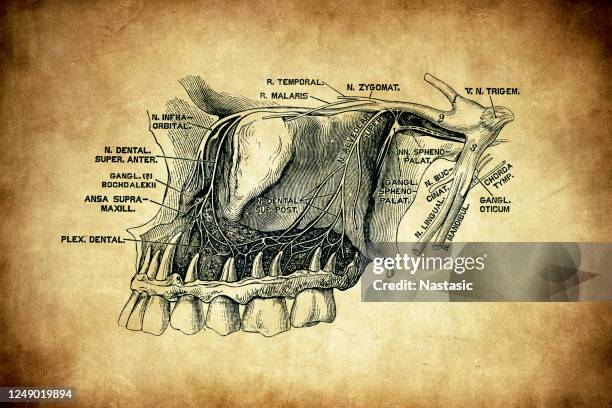 三角神經(三角神經) - trigeminal nerve 幅插畫檔、美工圖案、卡通及圖標