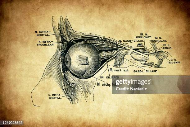 ilustrações, clipart, desenhos animados e ícones de nervos e músculos oculares - nervo ótico