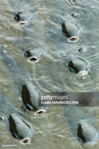 Fish in Laguna Rodrigo de Freitas try to survive, after an ecological accident caused by the lack of oxygen and contamination in the water 09...