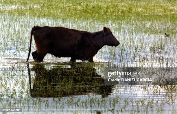 Cow walking through the flood, 19 October 2001, in Alberti, a provence in Buenos Aires, Argentina. Una vaca camina por un campo anegado por las...